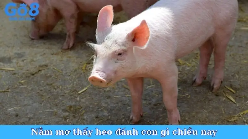 Nằm mơ thấy heo đánh con gì chiều nay